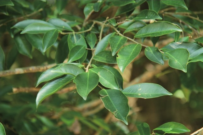 图片[2]-What is agarwood？-Crowee Incense